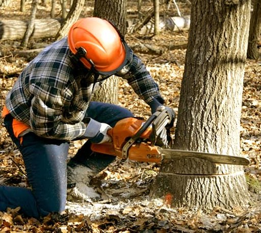 Tree Removal in Central Square, NY